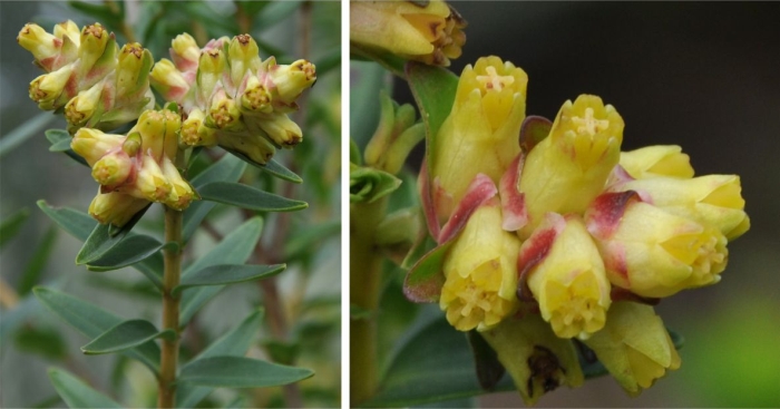 Penaea cneorum PlantZAfrica